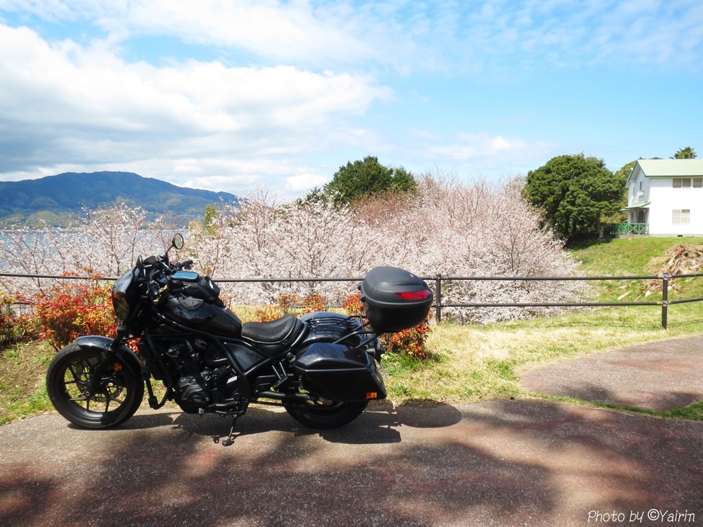 周防大島の春