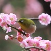 梅満開^o^