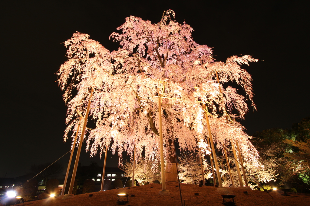 しだれ桜