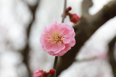 梅の花