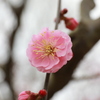 梅の花