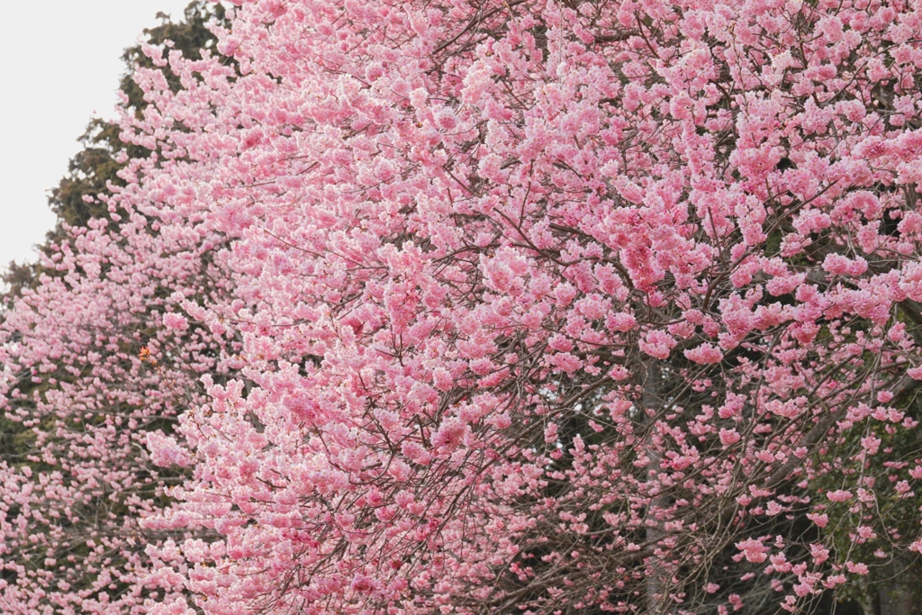夢の桜
