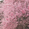 夢の桜