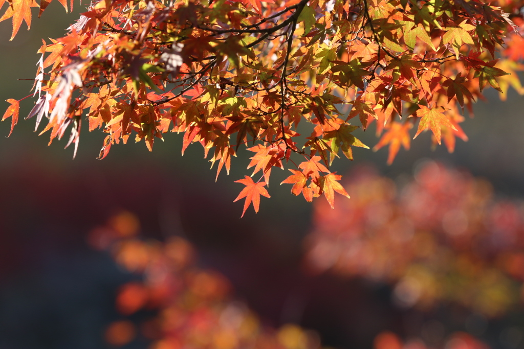 紅葉②(｀_´)ゞ