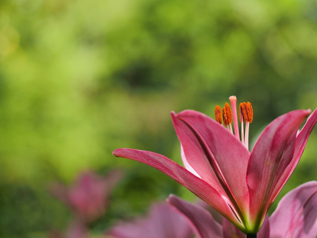 蕊の主張Ⅱ