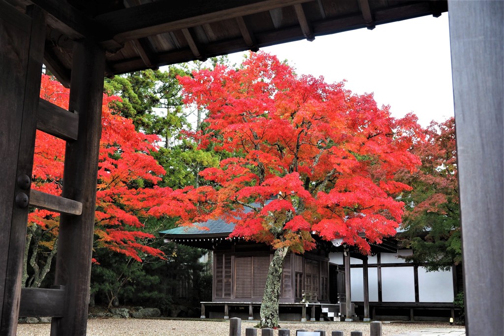 高野山の秋　しずか～