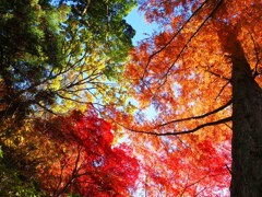 秋を見上げる『４色』