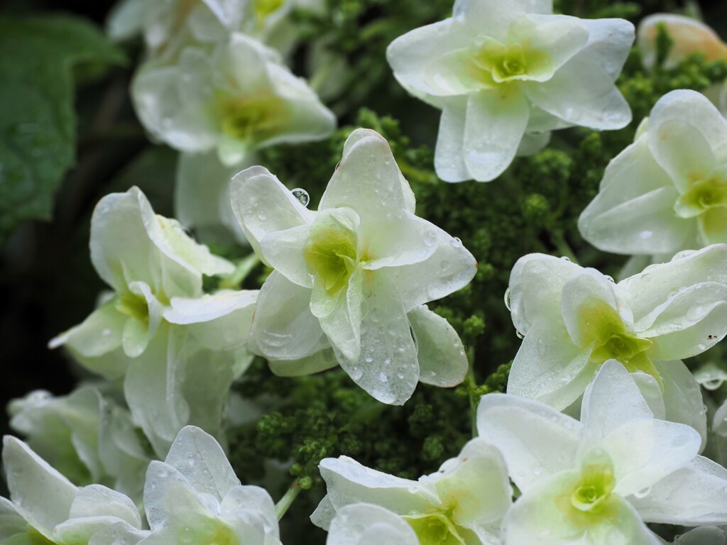 紫陽花　Ⅳ