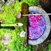 とにかく紫陽花Ⅲ