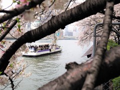 桜見ボート