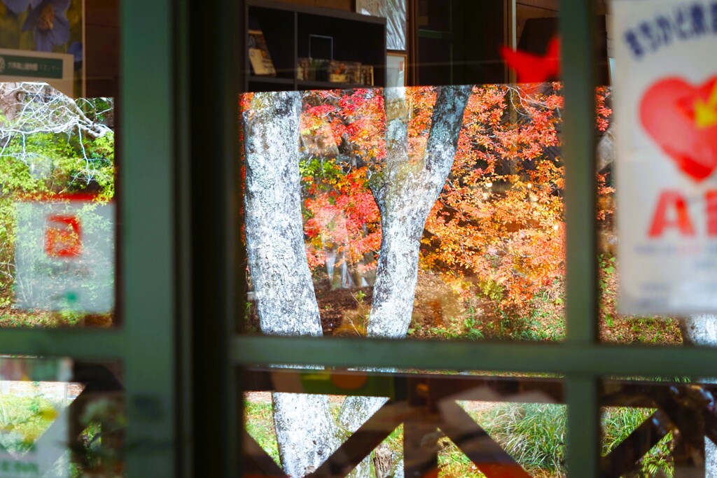 紅葉『ガラスの中の秋』