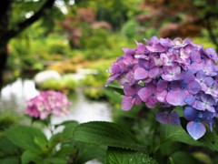 クラシカル　紫陽花