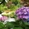 クラシカル　紫陽花