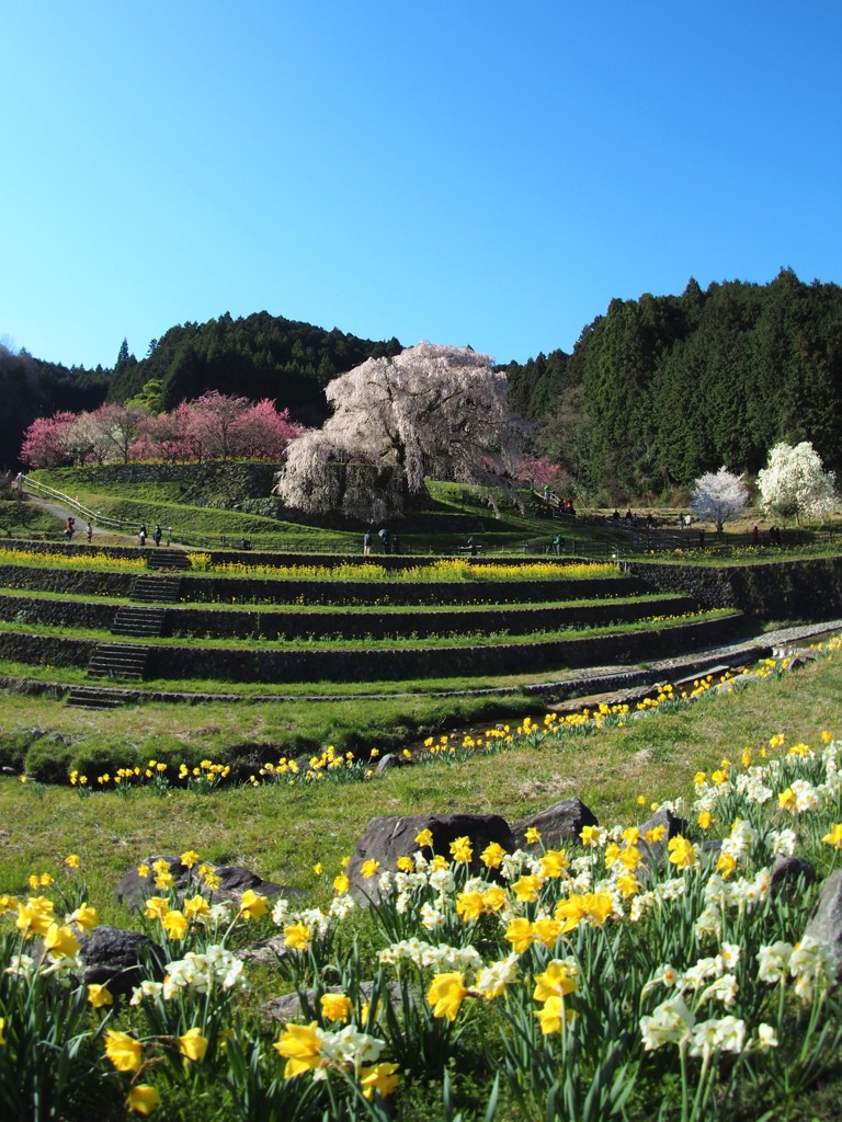 朝の又兵衛桜Ⅳ