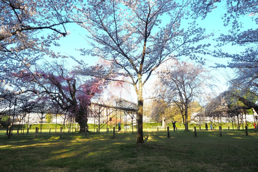 上賀茂神社　朝の桜Ⅳ