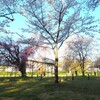 上賀茂神社　朝の桜Ⅳ