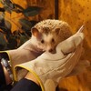 ハリネズミ　革手袋で