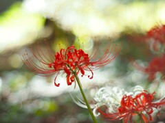 光のグラデーションと彼岸花Ⅰ
