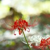 光のグラデーションと彼岸花Ⅰ
