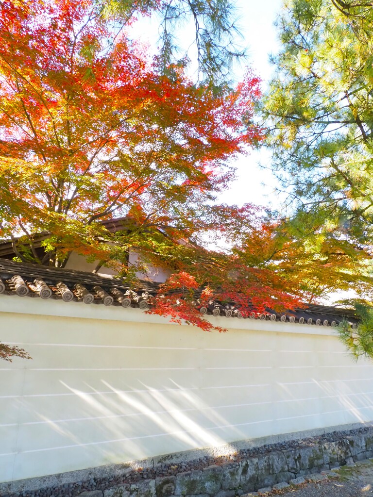 秋晴れの京都御所Ⅰ