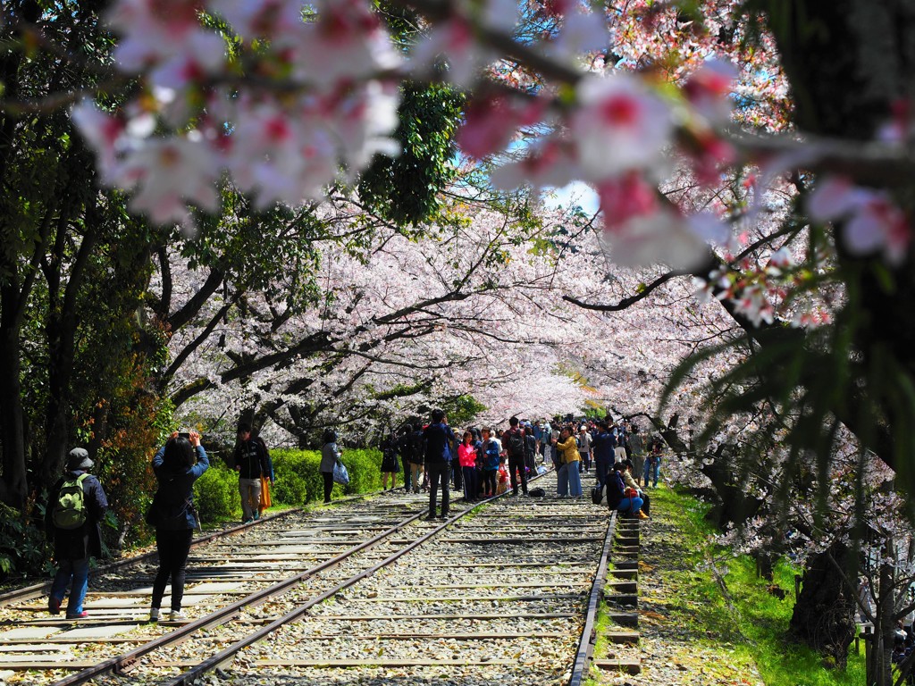 桜　蹴上インクライン