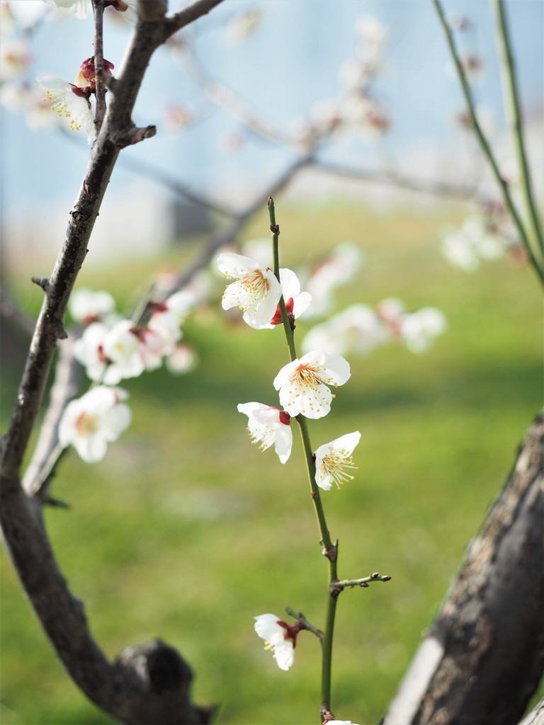 白梅と芝の緑