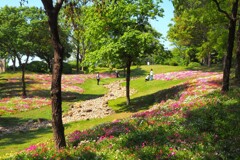 あわじ　春の花の河Ⅳ