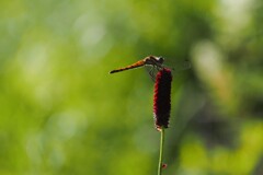 高原のトンボ
