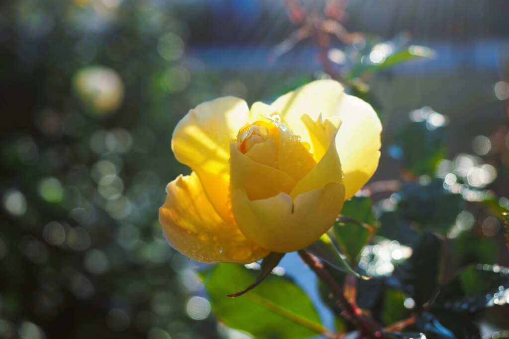 薔薇雨上がりⅣ