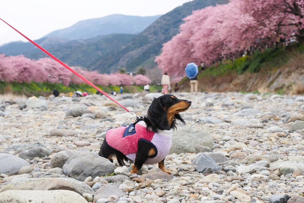 河津桜とダックスⅡ（服も桜色）