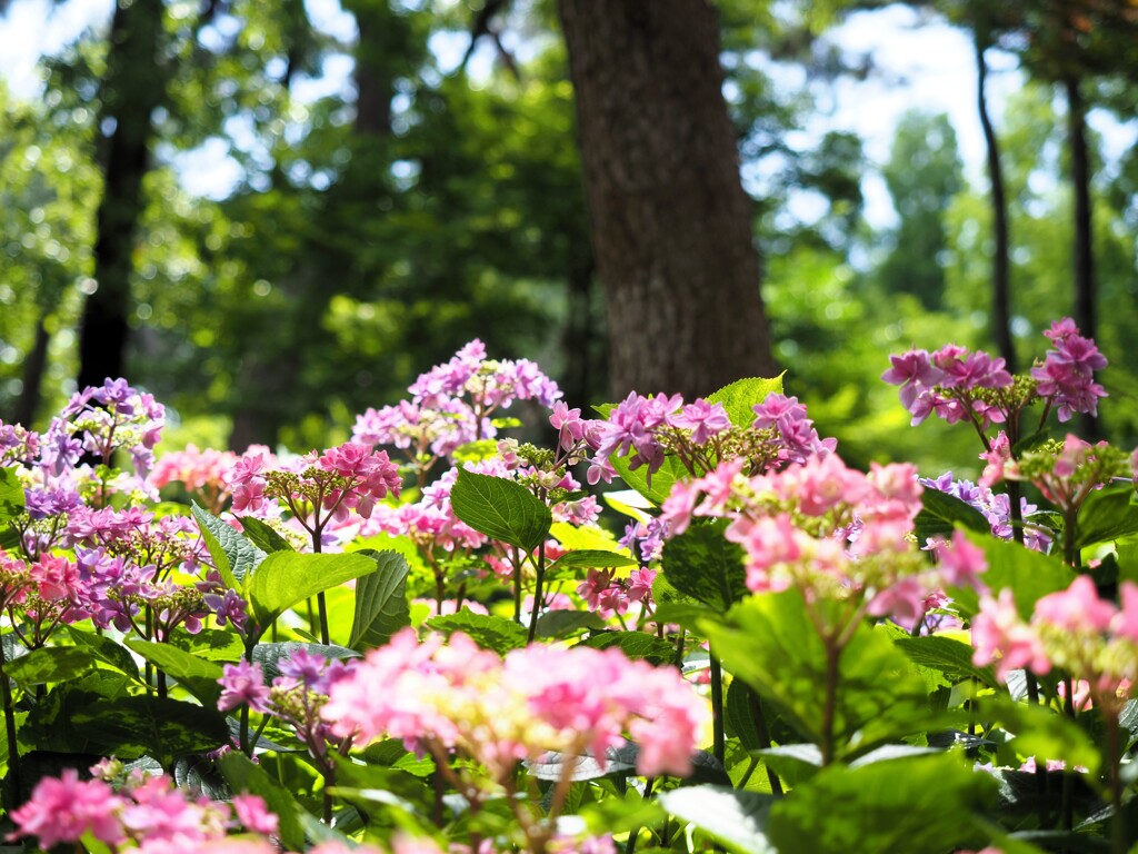 紫陽花　Ⅰ