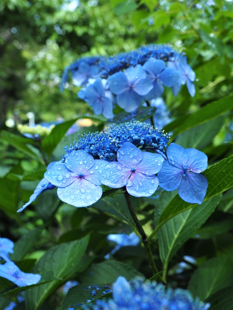 紫陽花　Ⅲ　青