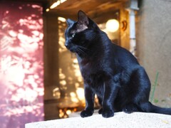 黒猫　エメラルドグリーンの瞳