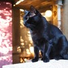 黒猫　エメラルドグリーンの瞳