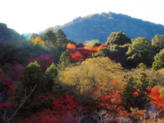 朝日が紅葉を斜めに照らす