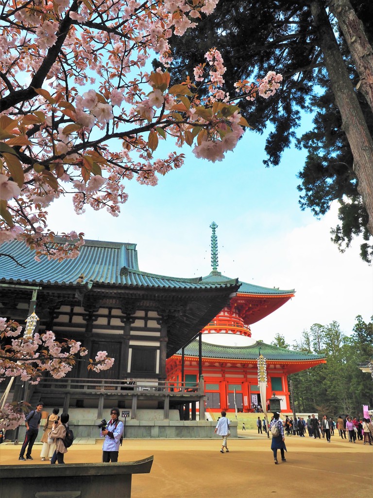 まだ桜の高野山Ⅲ（金堂と根本大塔）