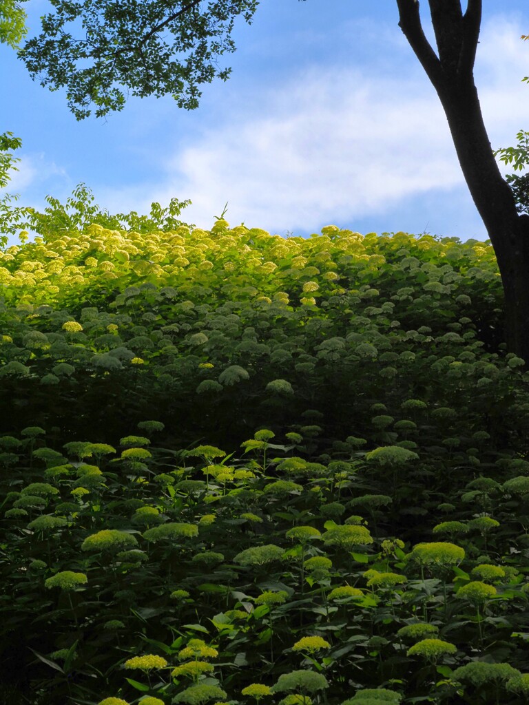 紫陽花群生　光と影