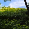紫陽花群生　光と影