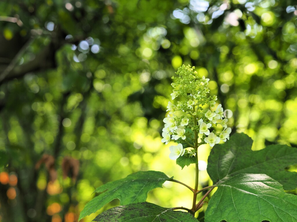 森の紫陽花　Ⅰ