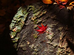 秋も終わりかなⅡ