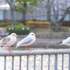 ユリカモメ　Ⅱ