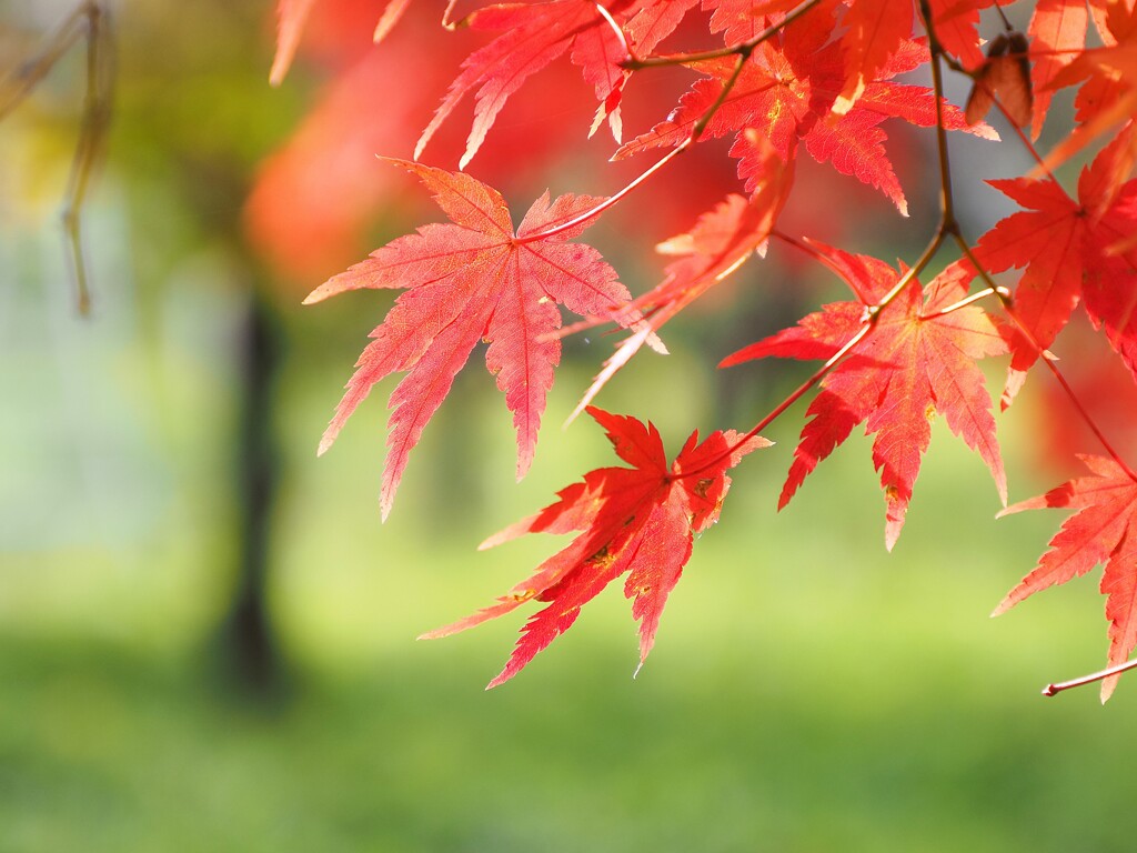 紅葉Ⅰ　赤とグリーン　