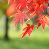 紅葉Ⅰ　赤とグリーン　