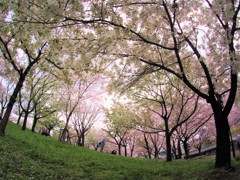 二色の桜に囲まれて。