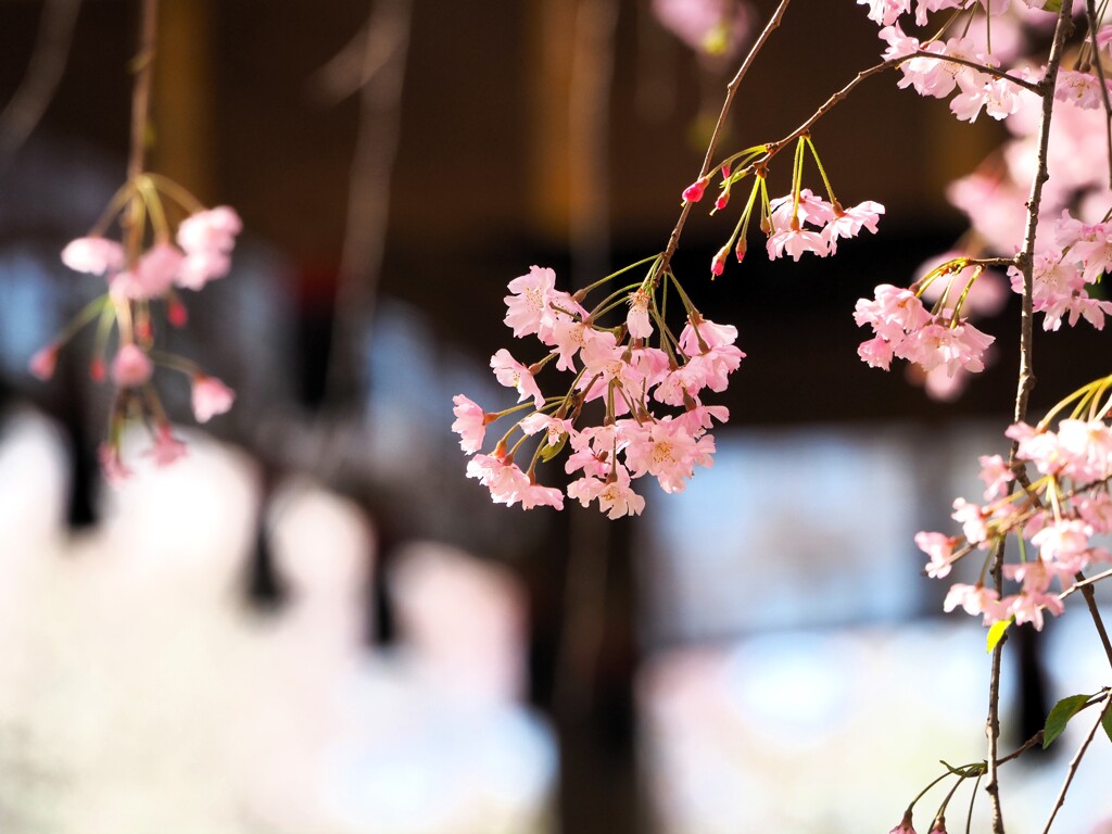 桜　平野神社Ⅱ　舞台