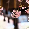 桜　平野神社Ⅱ　舞台