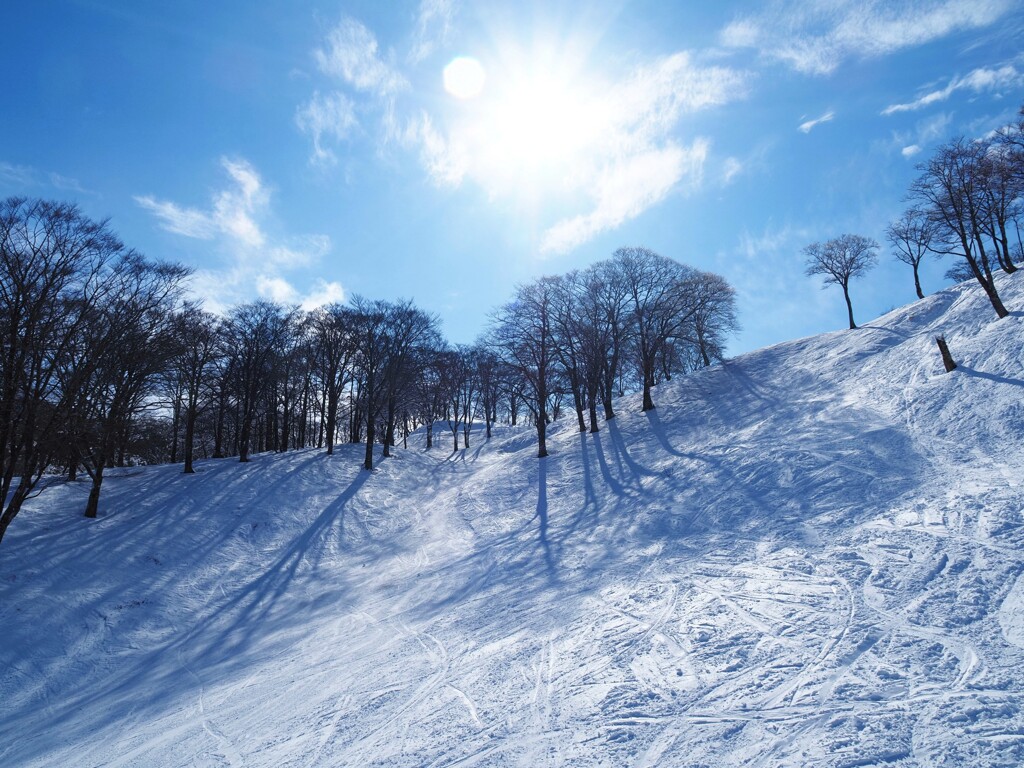 雪上に描く樹木の影