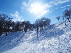 雪上に描く樹木の影