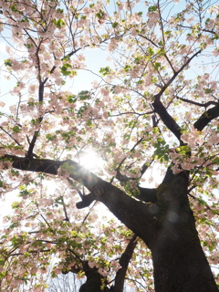 造幣局　桜Ⅵ