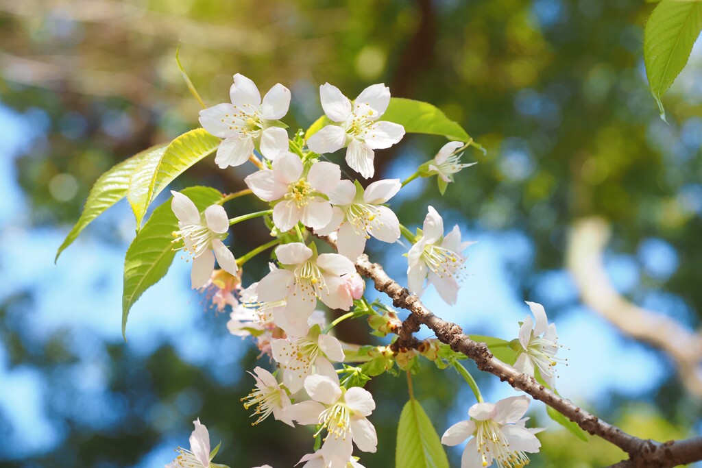 冬の桜　Ⅰ